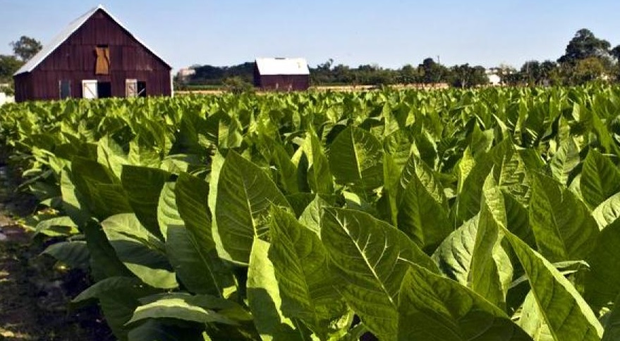 plantation tabac