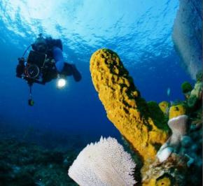 Международный конкурс подводной фотографии открывает календарь туристических событий Кубы 2011 года 